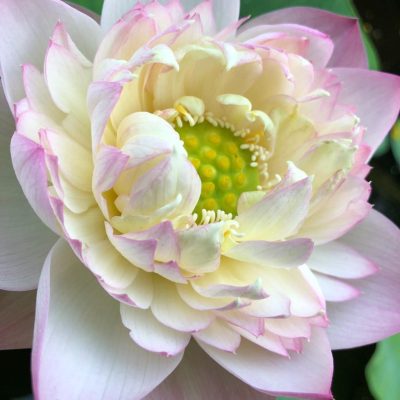 Hoa Sen Irresistible Charm