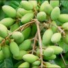 cây giống cây trám trắng, trám xanh , cây trám chua