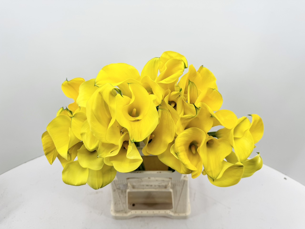 Củ giống Hoa Rum (Calla Lily) Vàng dòng cắt cành - Công Ty TNHH Trúc Vũ ...