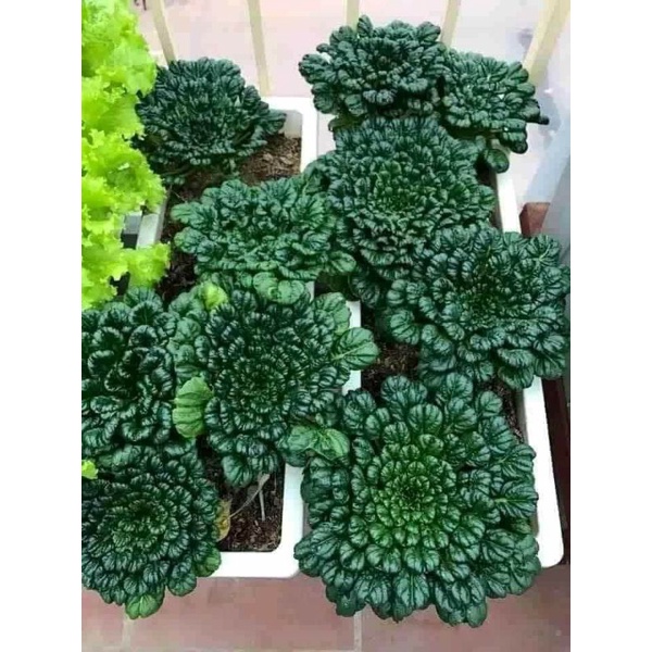 Cây Giống Cải Bẹ Xanh Hoa Hồng( cải Hoa Hồng) Cây Giống Cải Bẹ Xanh Hoa Hồng( cải Hoa Hồng)