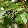 Cây vọng cách