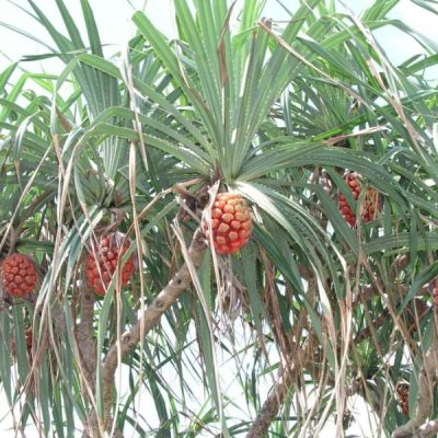 Cây dứa dại