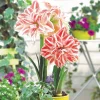 củ giống hoa huệ tây Amaryllis ' Dancing Queen ' size 30/32