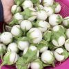 cây giống cà pháo trắng bạch tuyết cực dòn