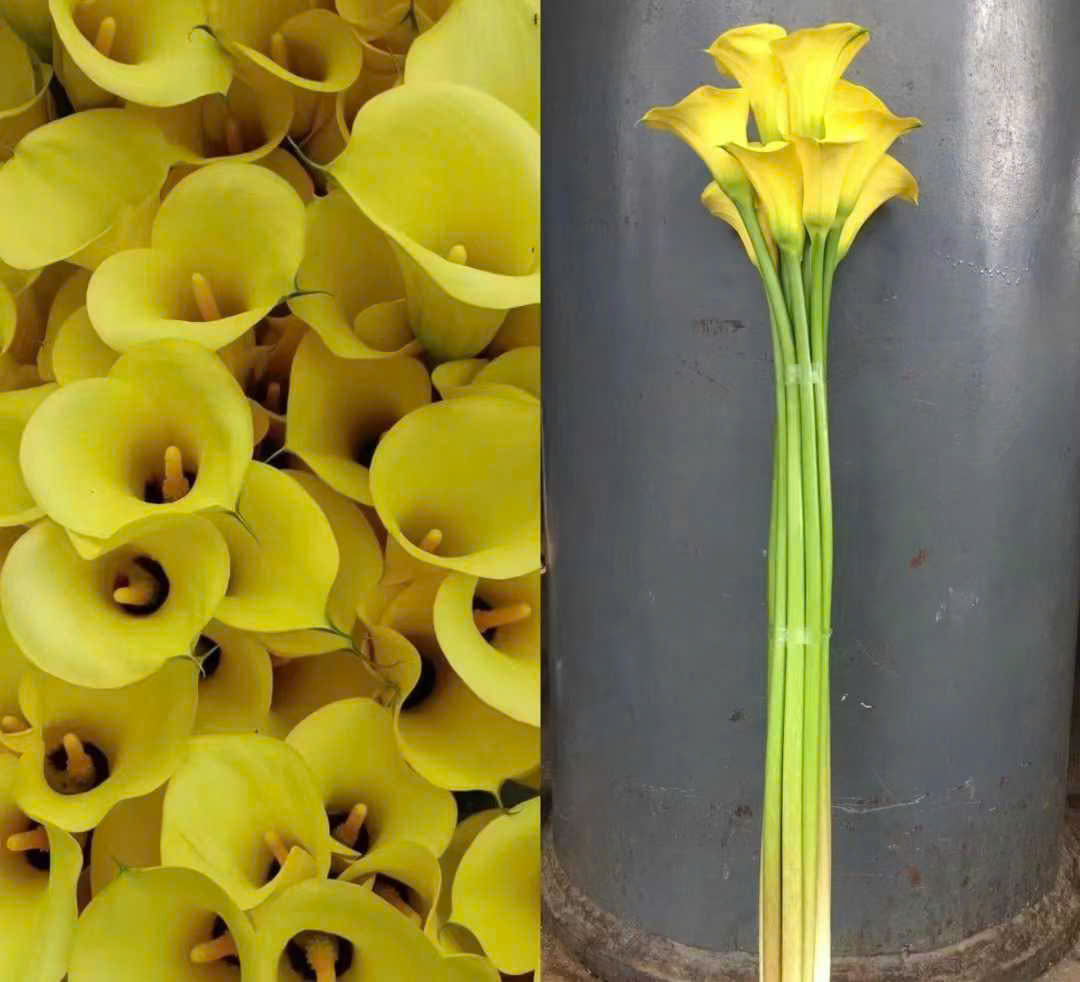 Củ giống Hoa Rum (Calla Lily) Vàng dòng cắt cành - Công Ty TNHH Trúc Vũ ...