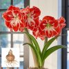 củ giống hoa huệ tây Amaryllis ' Samba' size 28/30cm