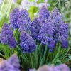 hoa nho lục bình cánh kép (Hoa chuông xanh) (Muscari)