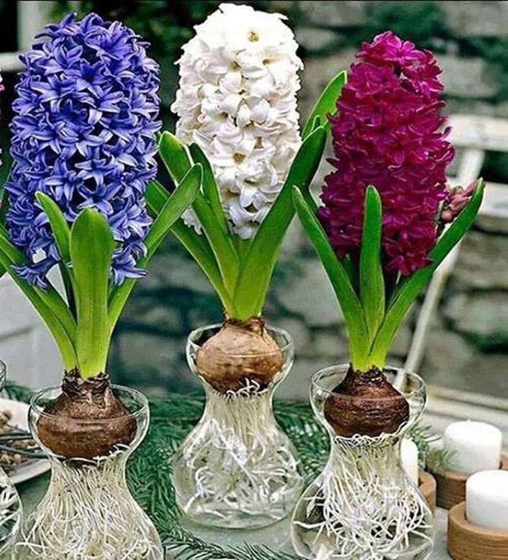 Chậu Hoa Tiên ông (dạ lan hương) trồng nước đủ màu - nhập khẩu - củ +bình thủy sinh Chậu Hoa Tiên ông (dạ lan hương) trồng nước đủ màu - nhập khẩu - củ +bình thủy sinh
