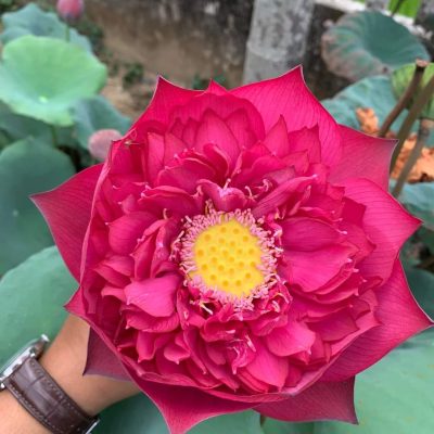 HOA SEN Ruby Quảng Nam
