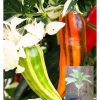 cây Giống Ớt Cầu Vồng nam Phi 60cm (Capsicum)