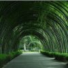 Tre Sang Rai - Còn hơn cả tre!  - cây giống nhập khẩu