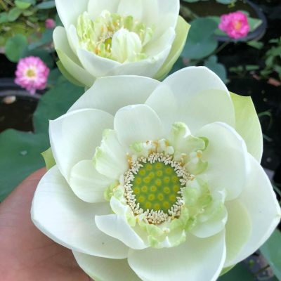Hoa Sen SỮA DỪA