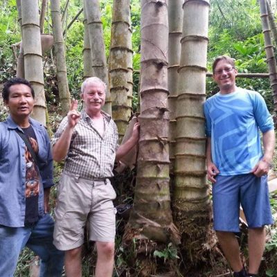 Tre Mạnh tông khổng lồ Thái - Dendrocalamus Asper! -cây nhập khẩu