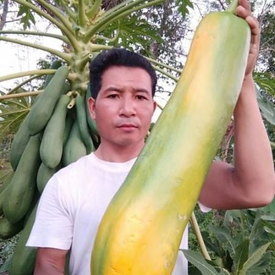 Hạt giống đu đủ khổng lồ MagNum nhập khẩu