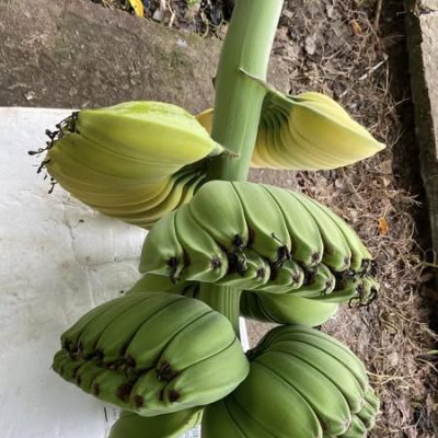 CHUỐI BÀN TAY PHẬT NGUYỆN CẦU (Musa Praying Hands) - cây con tách mẹ