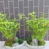 cây trúc tăm, trúc mini làm tiểu cảnh, bonsai