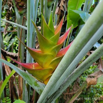 Hoa Chuối Heliconia " Bonnie Kline "