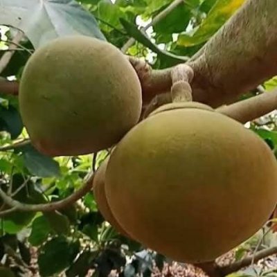 cây giống " Chupa jumbo  hạt lép " nhập khẩu