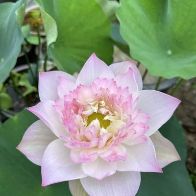 Hoa Sen HOÀNG YẾN KÉP