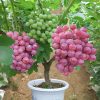 Cây giống " nho quả đỏ Red King " nhập khẩu - quả nho đỏ đẹp quý phái