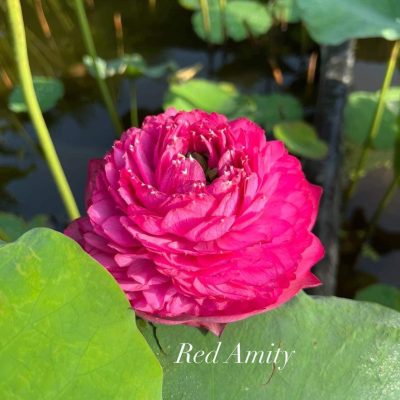 Hoa Sen Red Amity