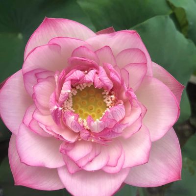 HOA SEN Môi hồng xứ Quảng