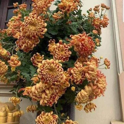 CÚC ĐẠI ĐÓA MÀU ĐỒNG CAM