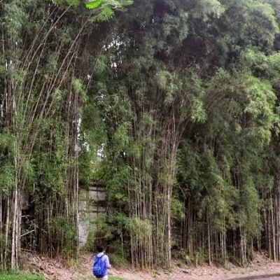 tre Ruak đen ( CÂY GIỐNG ĐÁNH GỐC DÂM Ủ KỸ ) - tre siêu sinh khối - được coi là loài tre lấy thân làm kinh tế tốt nhất ở Thái Lan