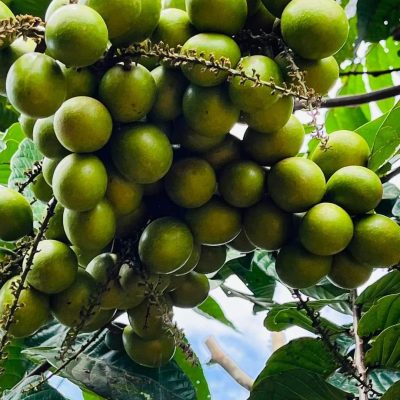 cây giống nhãn Sầu Giêng Matoa Indonesia nhập khẩu