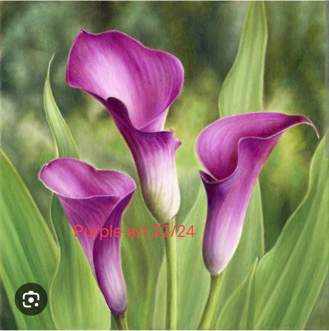 củ giống hoa rum ngoại Calla Lily ' Purple ART' size 22/24 củ giống hoa rum ngoại Calla Lily ' Purple ART' size 22/24
