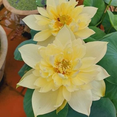 Hoa Sen Vàng  Autum In Moling