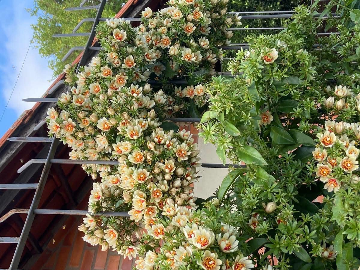 Cây giống Chanh nho (Pereskia aculeata) - Nhập khẩu Cây giống Chanh nho (Pereskia aculeata) - Nhập khẩu