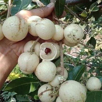 Cây Giống Nhãn trắng INDO hạt siêu nhỏ (matalanda) - nhập khẩu