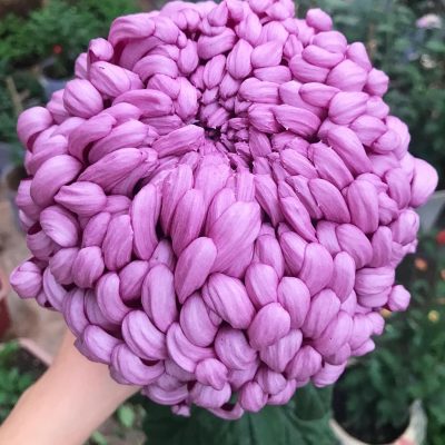 HOA CÚC TỬ CẦU