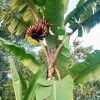 Chuối đỏ Dacca úc - cây con tách mẹ