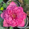 Hoa Sen PINK DREAM