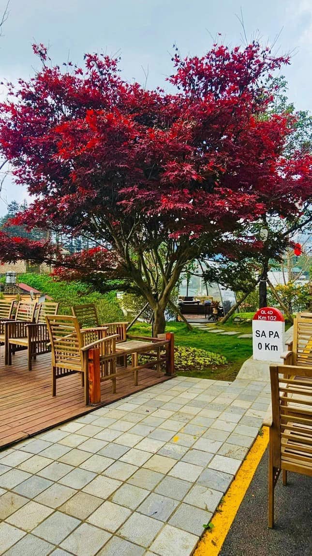 phong lá đỏ đủ kích thướcCây lá phong đỏ nổi tiếng là loài cây tượng trưng cho nước Canada. phong lá đỏ đủ kích thướcCây lá phong đỏ nổi tiếng là loài cây tượng trưng cho nước Canada.