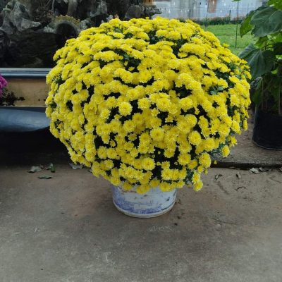 CÚC MÂM XÔI HÀN VÀNG TƯƠI