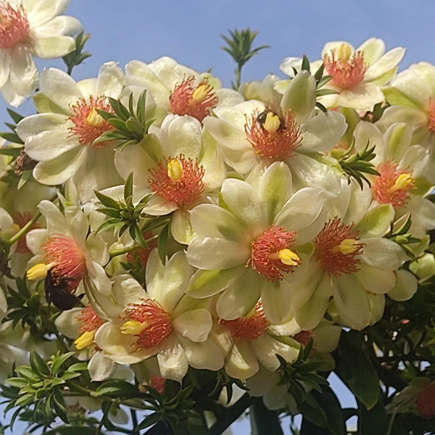 Cây giống Chanh nho (Pereskia aculeata) - Nhập khẩu Cây giống Chanh nho (Pereskia aculeata) - Nhập khẩu