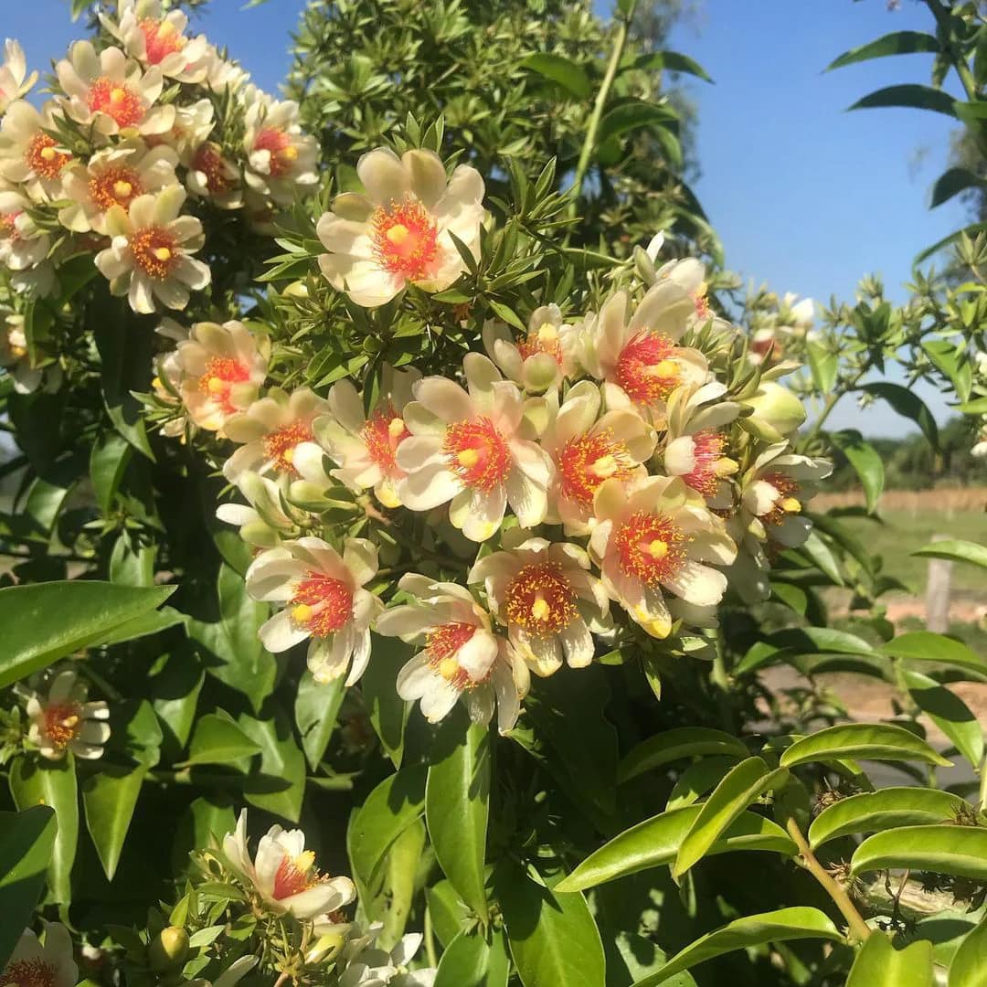 Cây giống Chanh nho (Pereskia aculeata) - Nhập khẩu Cây giống Chanh nho (Pereskia aculeata) - Nhập khẩu
