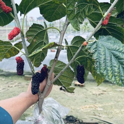 cây giống dâu tằm nam mỹ khổng lồ nhập khẩu cực ngon ngọt