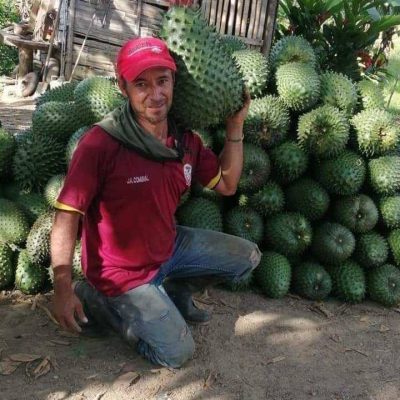 Cây giống Mãng cầu gai khổng lồ Ecuador Nhập Khẩu