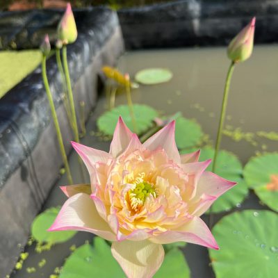 Hoa Sen Renyin bounty