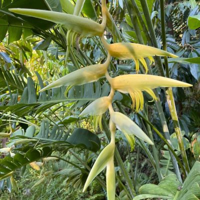 Hoa Chuối Pháo Heliconia chartacea 'Meeana Yellow'