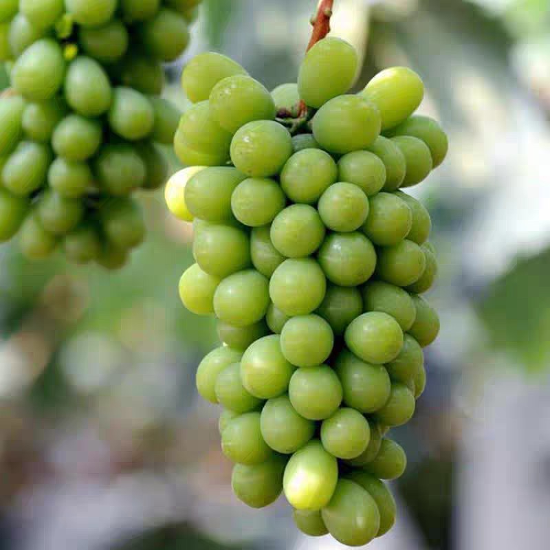 Giống Nho Shine Muscat chuẩn Giống Nho Shine Muscat chuẩn