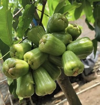 cây giống Mận Xanh đường Kiojok Indonesia nhập khẩu