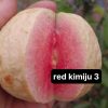 Cây giống ổi " Red Kimju 3" nhập khẩu
