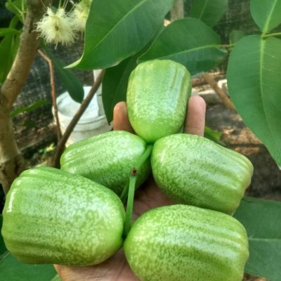 Cây Giống Mận Xanh " Green Yok " ( Mận Kiojok Indonesia ) Nhập Khẩu
