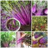 cây giống Cải Ngọt Nhật Mizuna Đỏ - Red (Brassica juncea)