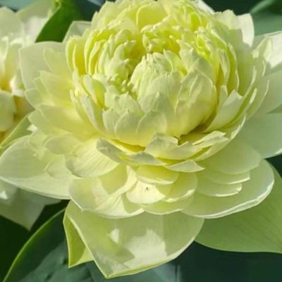 Hoa Sen TUỆ VƯƠNG